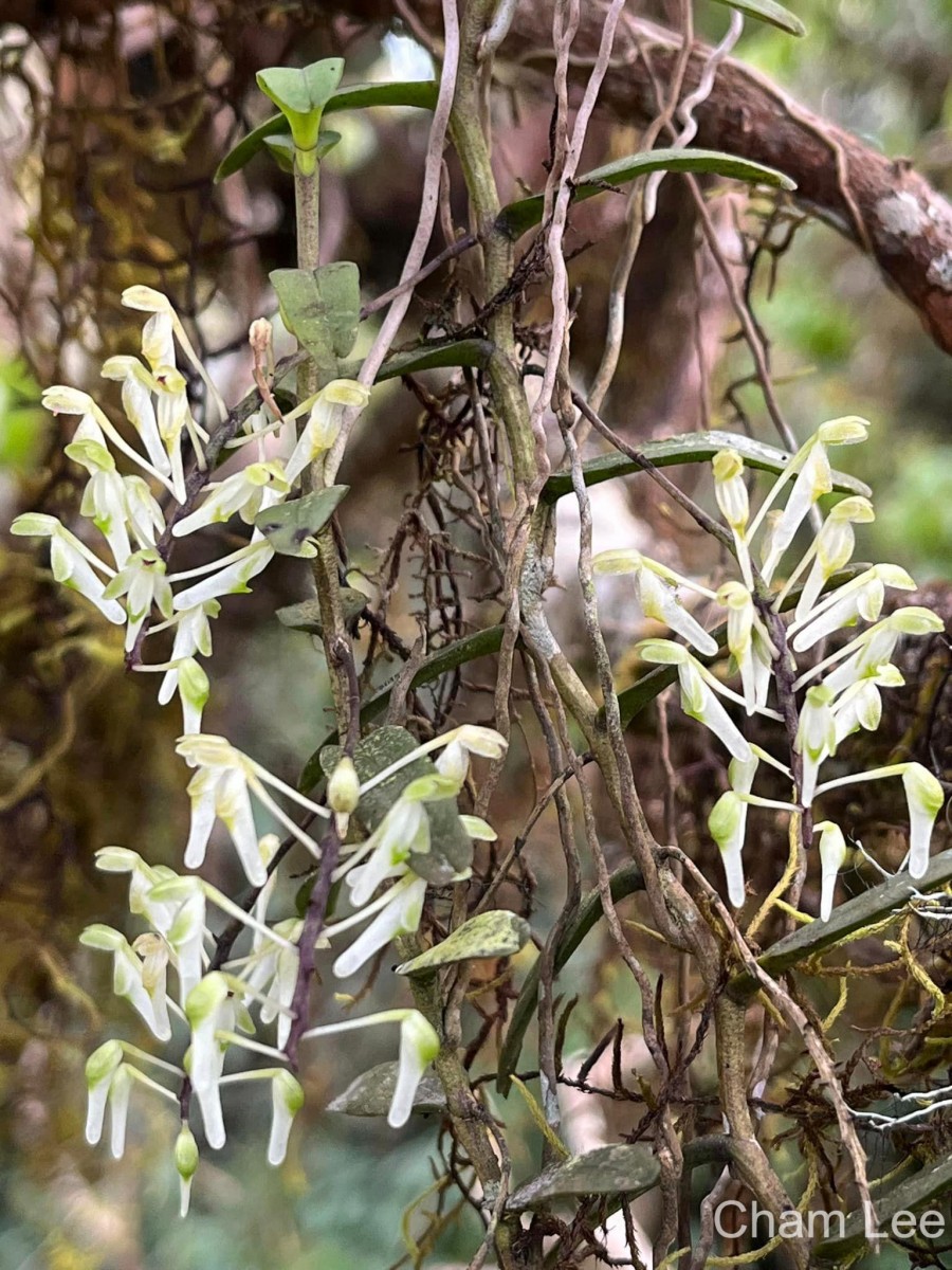 Robiquetia virescens Ormerod & S.S.Fernando